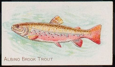 Albino Brook Trout